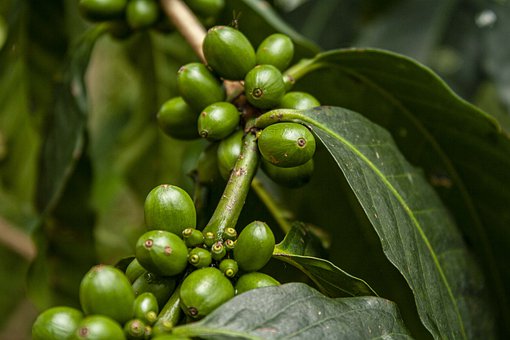 caffè verde3.jpg